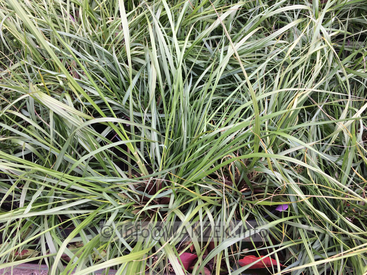 Pennisetum alopecuroides Moudry.JPG